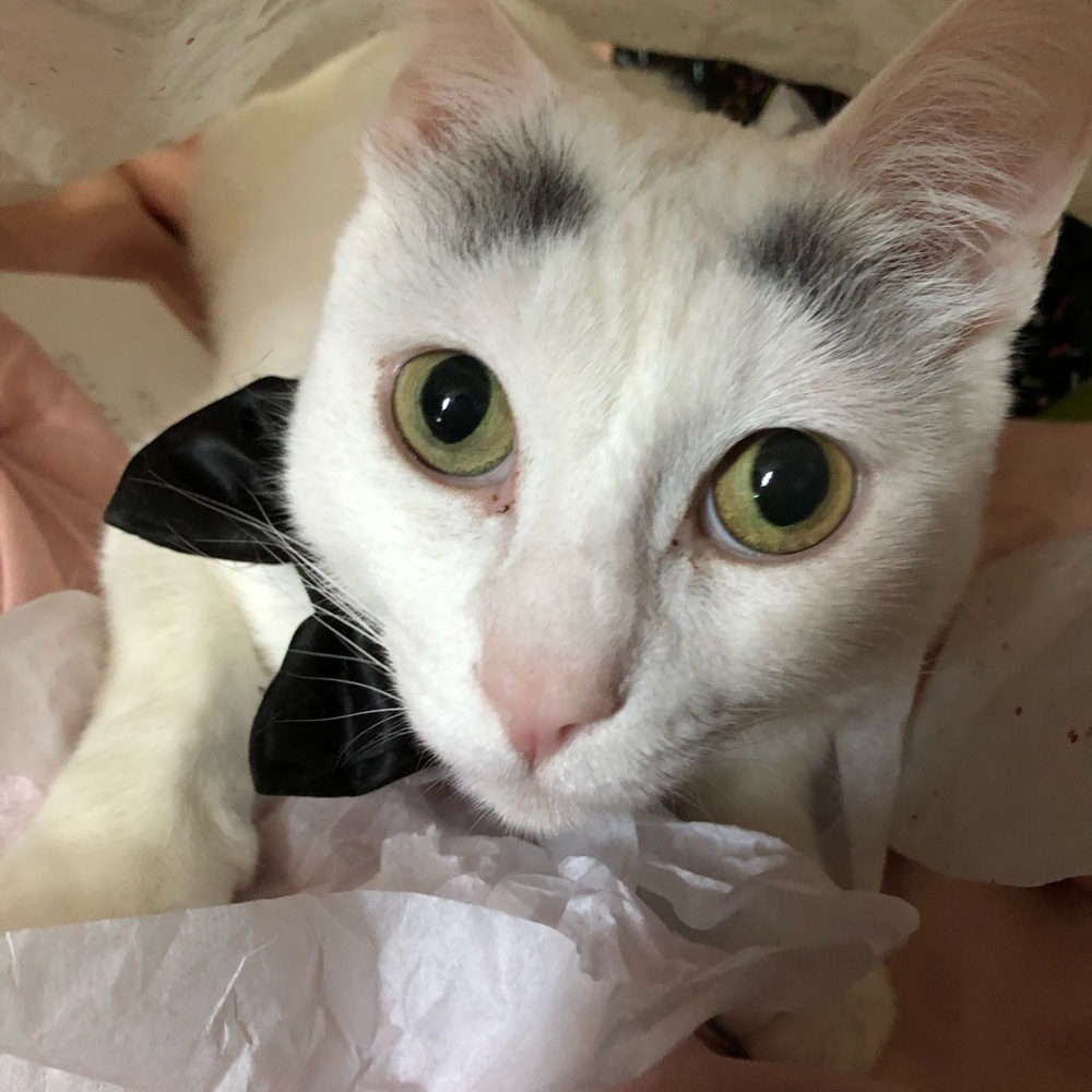 Meet your Posher, Amanda